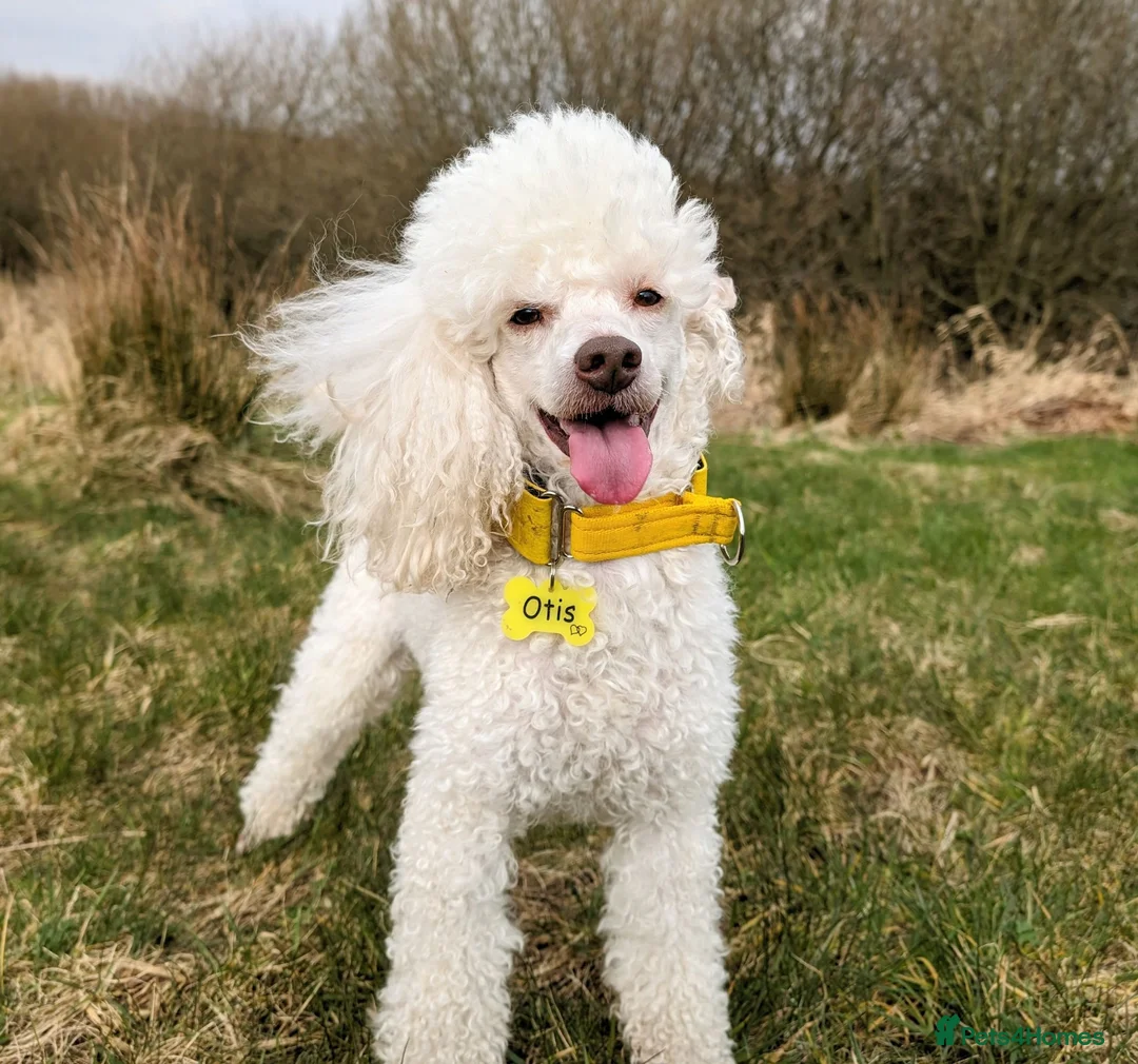 Miniature Poodle dogs for stud: KC registered / health tested / colour tested  - Advert 1