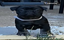 French Bulldog dogs for sale: French Bulldog pups - Image 7