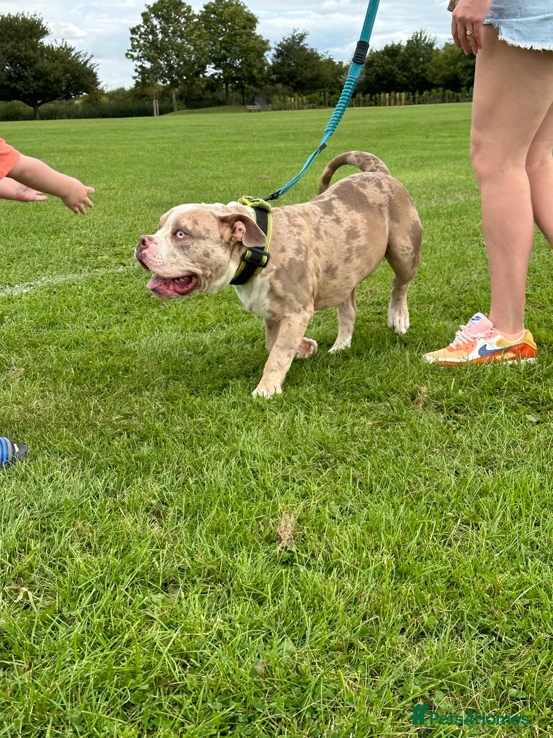 American Bully dogs for stud: Merle ABKC american pocket bully stud in Leicester - Advert 14