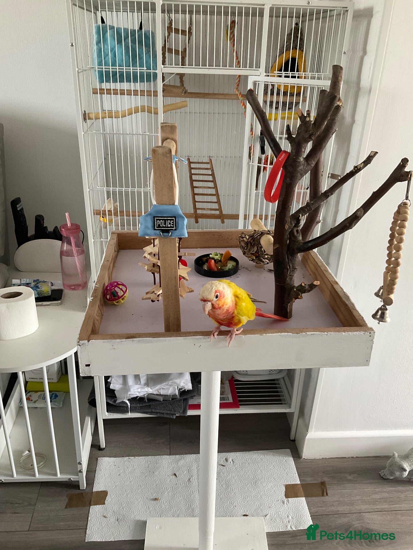 Conures birds Conure maybe 9 months old  - Advert 2
