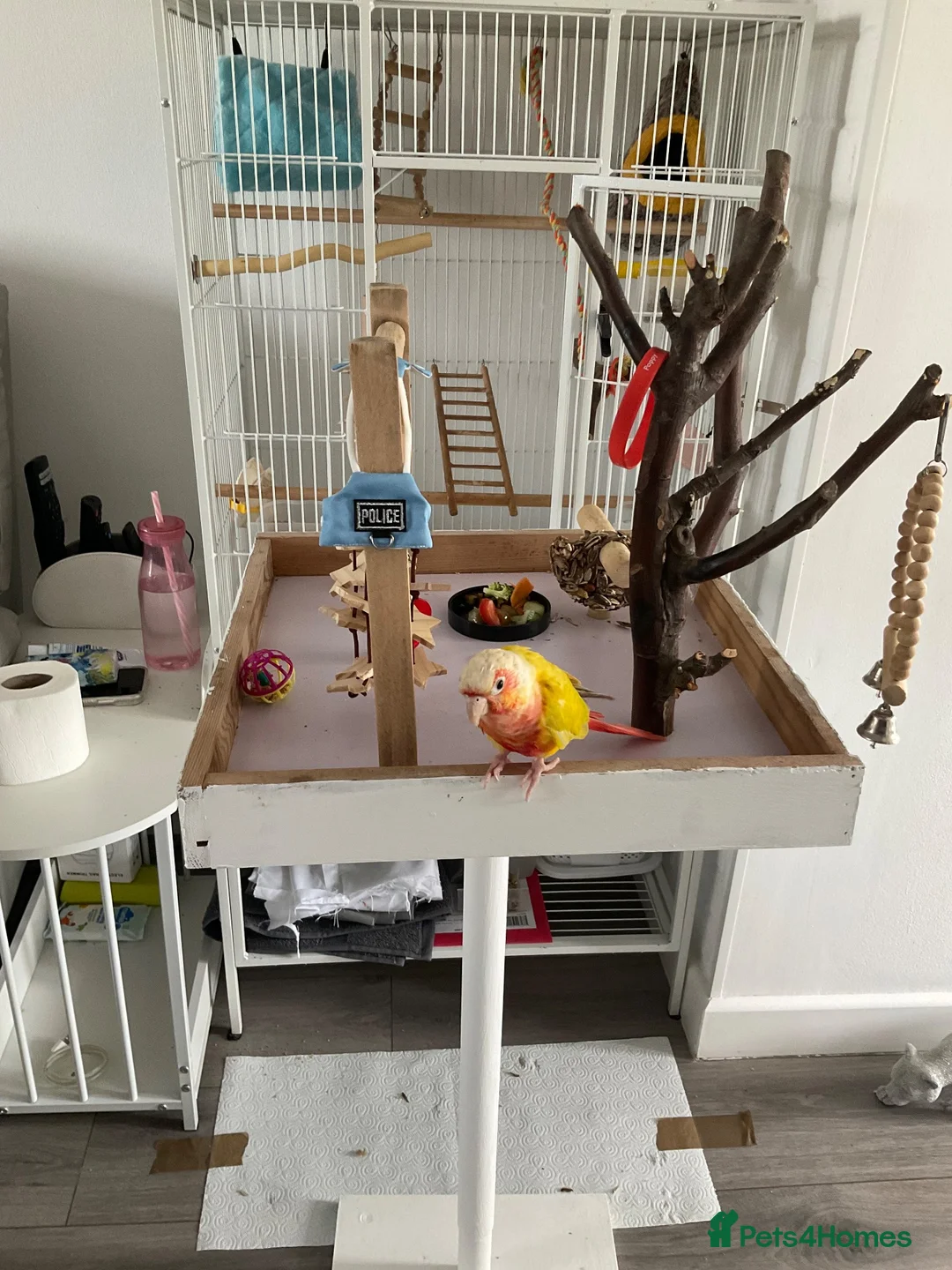 Conures birds for sale: Conure maybe 9 months old  in Gillingham - Advert 1