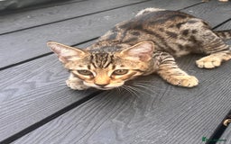 Savannah cats for sale: African bloodline, savanna kittens - Image 15