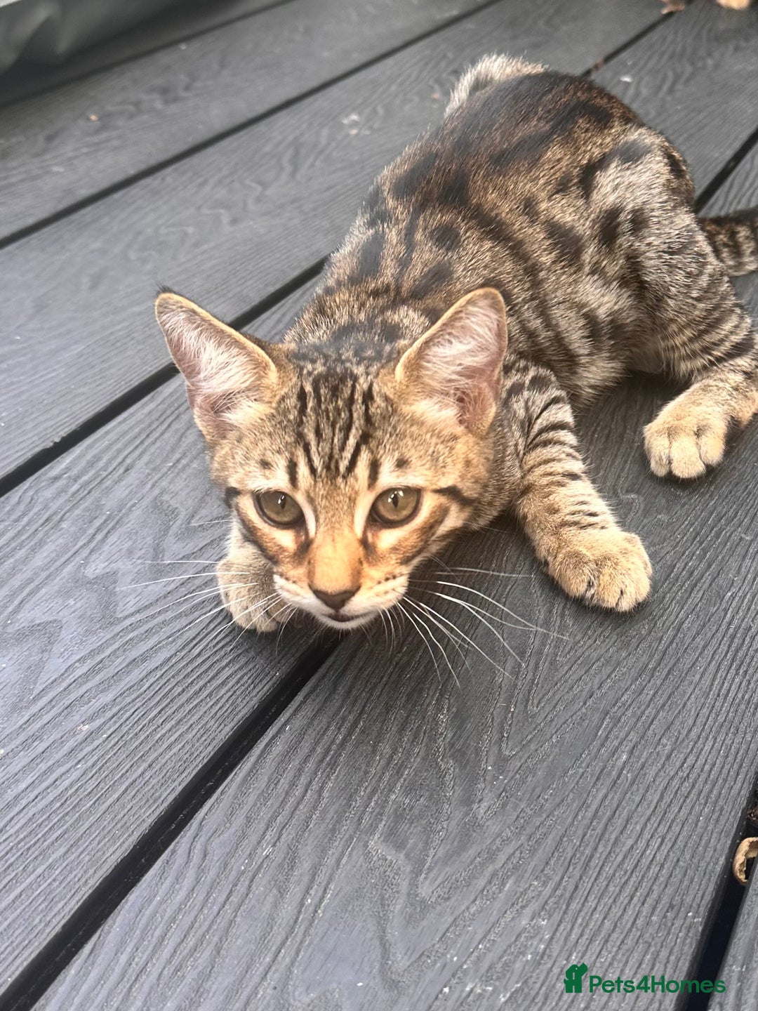 Savannah cats for sale: African bloodline, savanna kittens - Image 15
