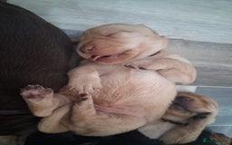 Labrador Retriever dogs for sale: Chunky labrador puppies  - Image 18