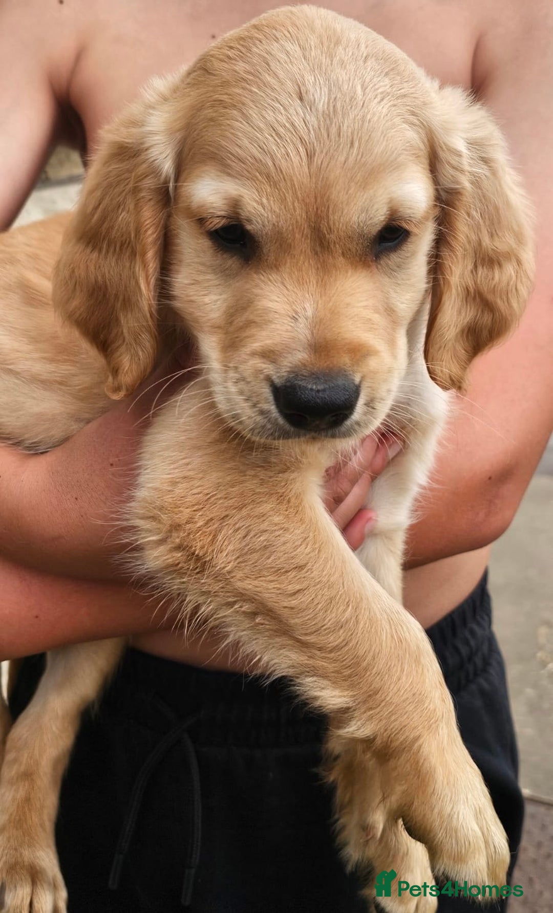 Golden Retriever dogs for sale: Golden Retriever Puppies  - Image 4