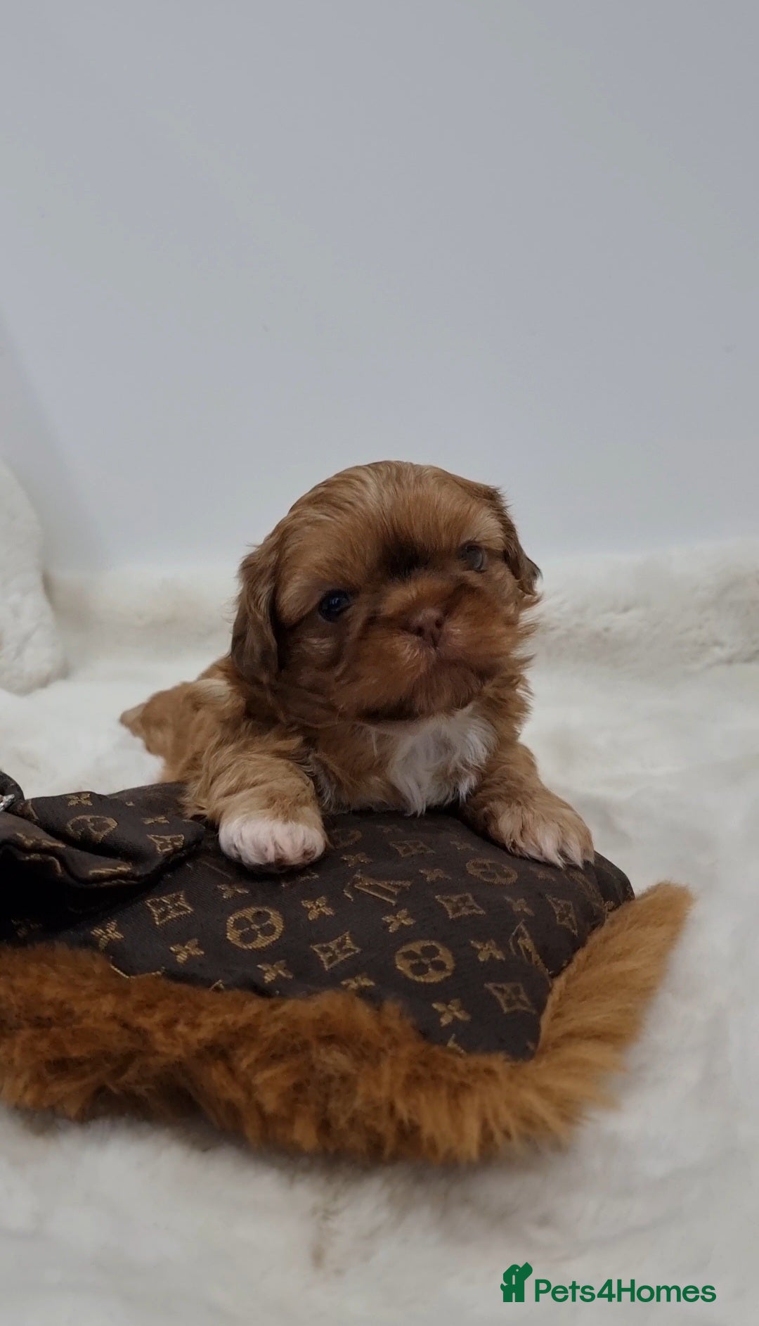 Shih Tzu dogs for sale: 4 Gorgeous Imperial Shih Tzu Boys - Advert 14