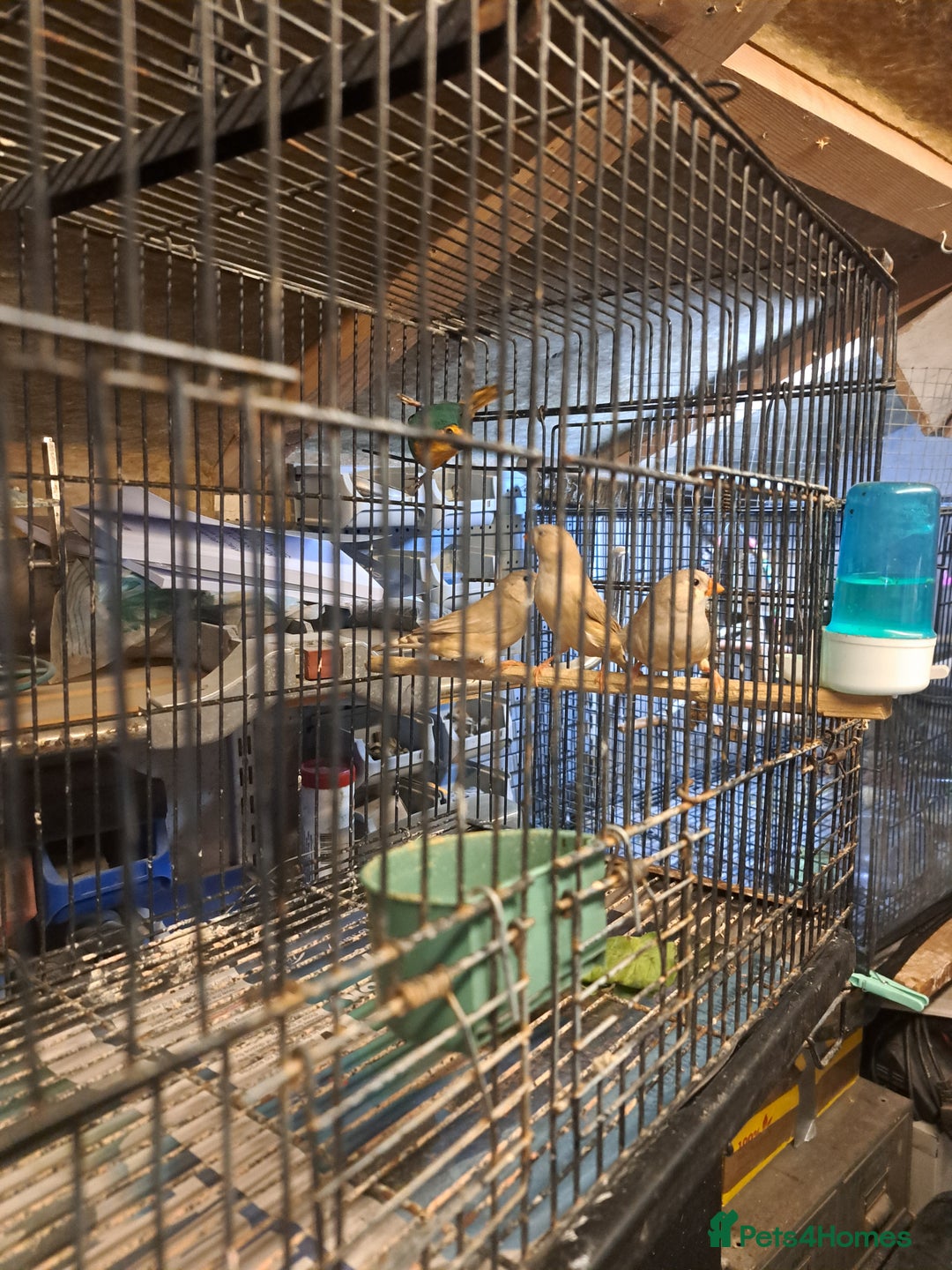 Finches birds for sale: X2 seagreen parrot finch and x3 hen zebras  - Image 2