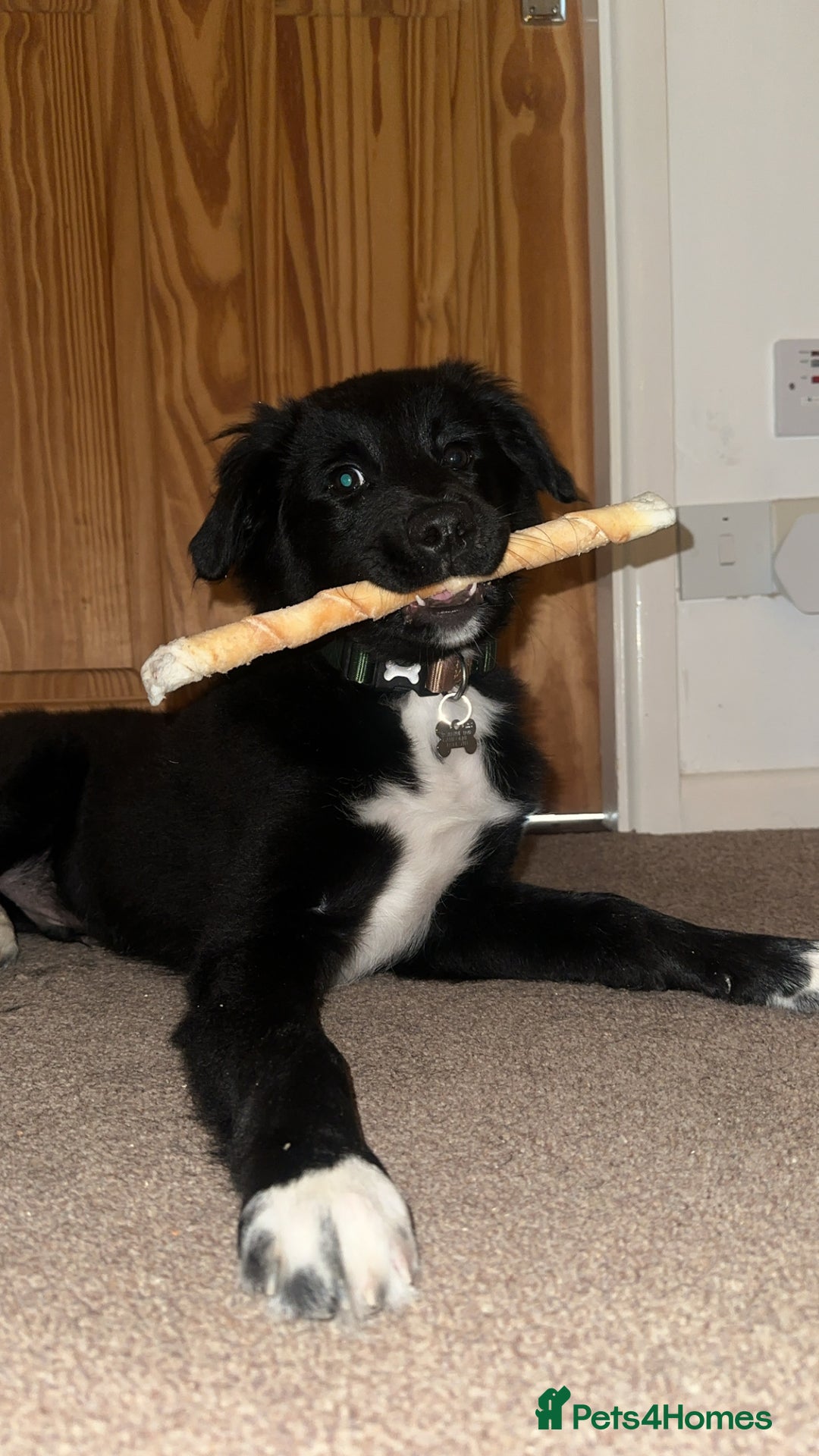 Border Collie dogs for sale: My beautiful collie called bear.  - Advert 3