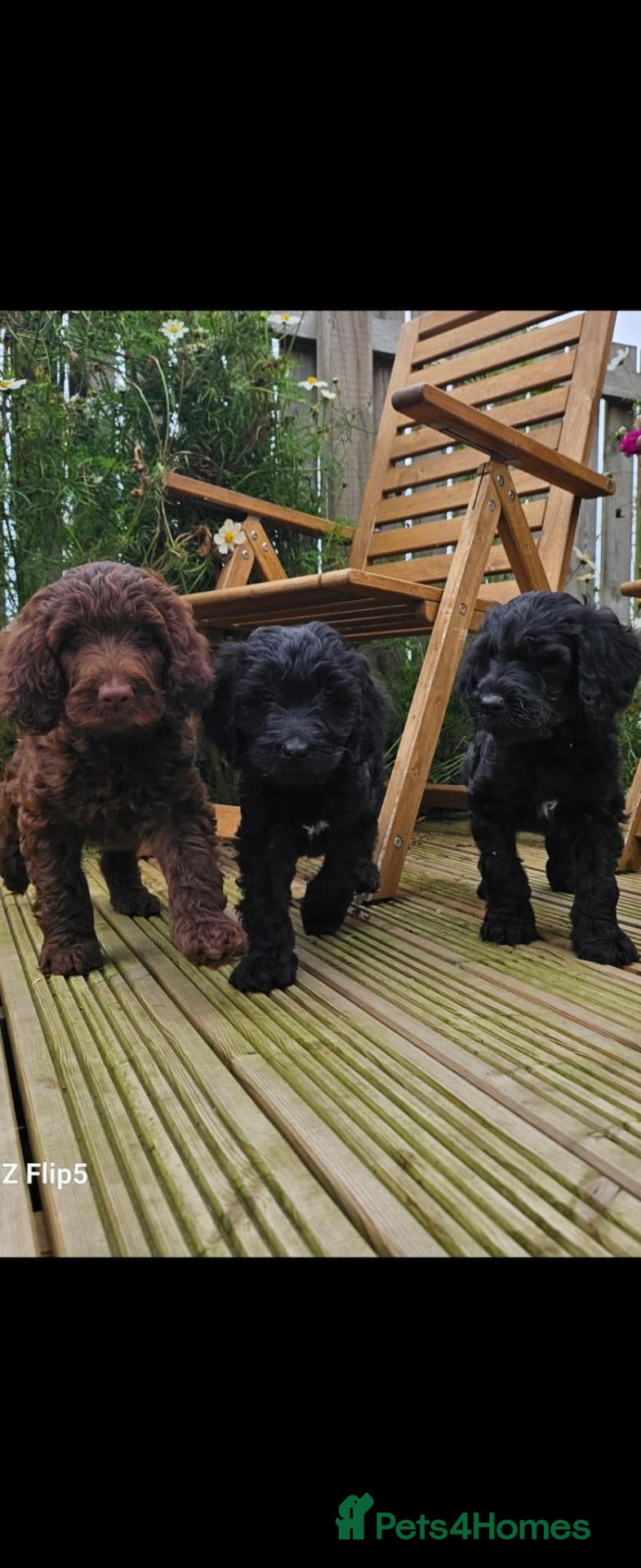 Sproodle dogs Stunning Sproodles puppys for sale - Advert 5