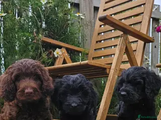 Sproodle dogs Stunning Sproodles puppys for sale - Advert 5