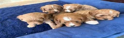 Cavapoo dogs for sale: Beautiful Cavapoo puppies. - Advert 4
