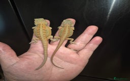 Bearded Dragon reptiles for sale: Bearded dragons  babies  - Image 25