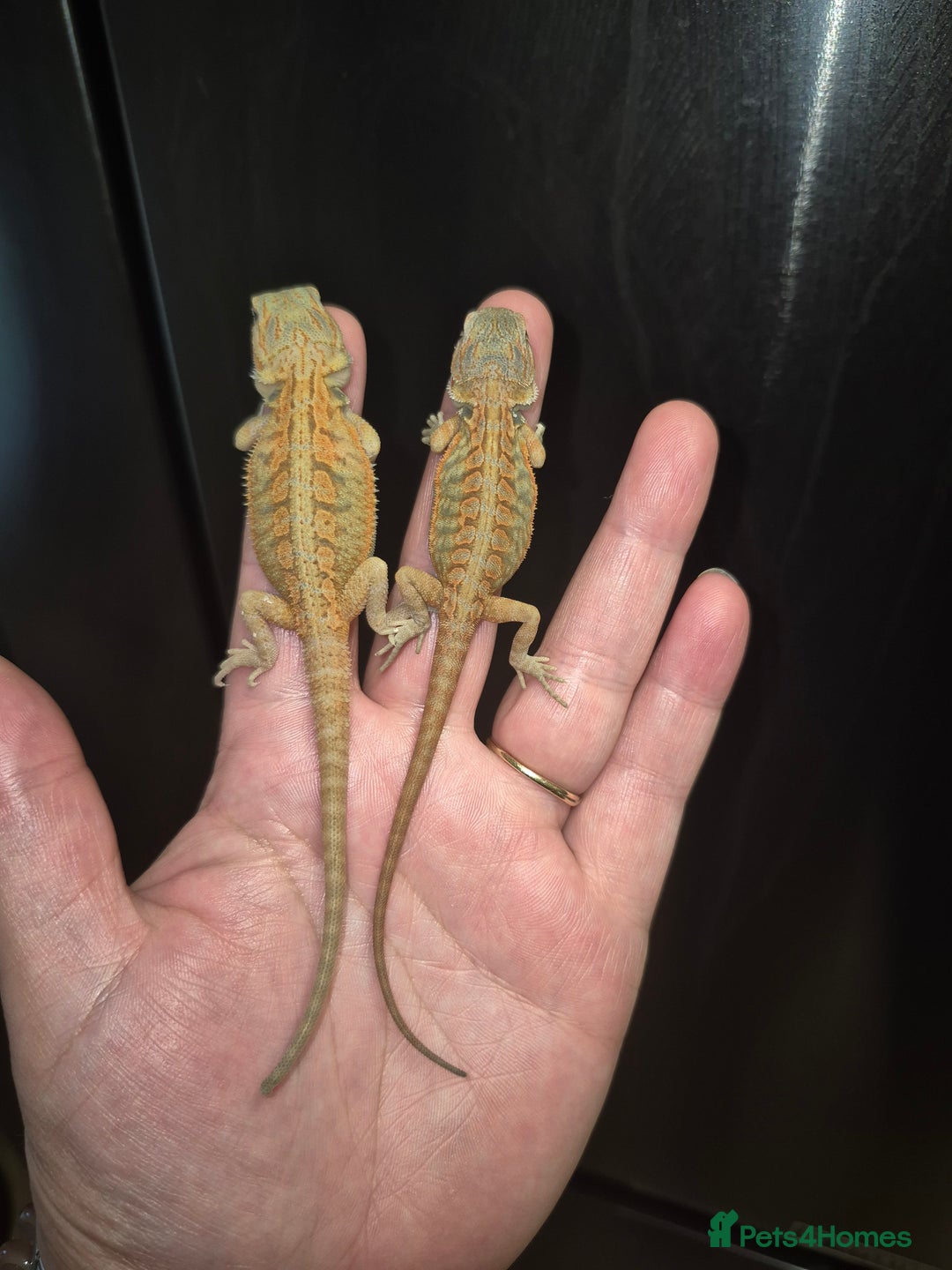Bearded Dragon reptiles for sale: Bearded dragons  babies  - Image 25