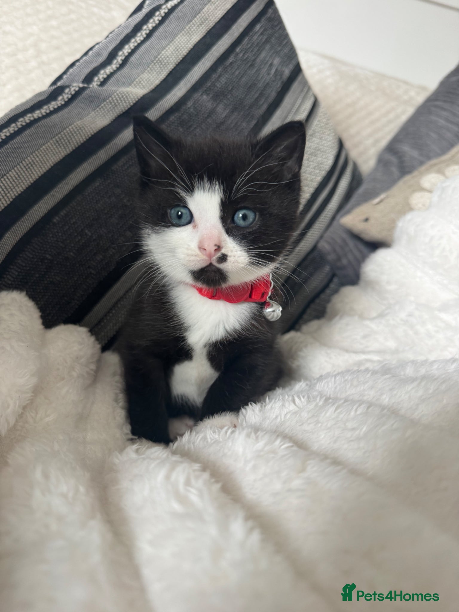 Mixed Breed cats Male black and white kitten  - Advert 1