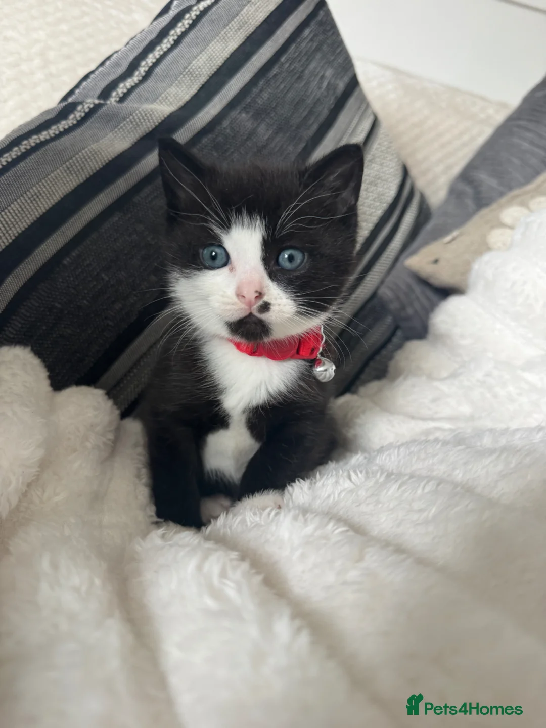 Mixed Breed cats for sale: Male black and white kitten  - Advert 1
