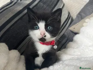 Mixed Breed cats Male black and white kitten - Advert 1
