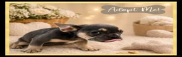 French Bulldog dogs for sale: Excellent Bloodline KC French Bulldogs A** Tested - Advert 3