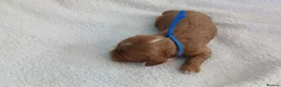 Cavapoo dogs for sale: F1 CAVAPOO PUPPIES  in Stevenage - Advert 16