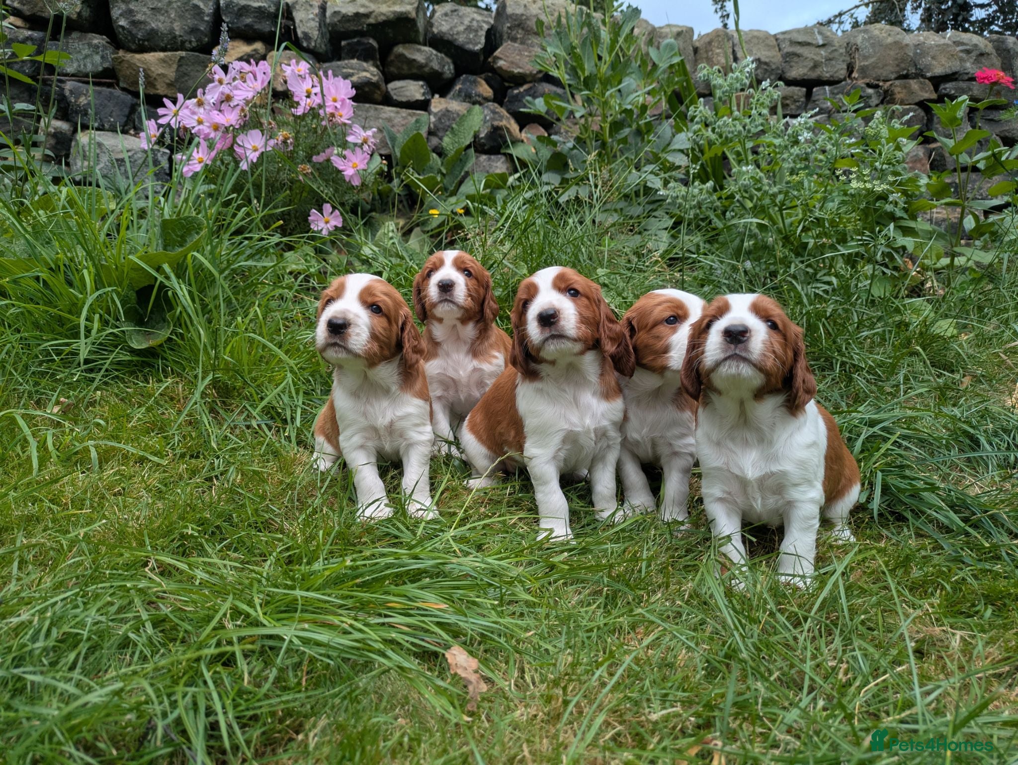 Welsh Springer Spaniel dogs Beautiful litter of KC reg Welsh Springer Spaniels - Advert 2