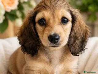 Miniature Dachshund dogs 🌟KC reg.Miniature LH Dachshund Puppies 🌟 - Advert 11