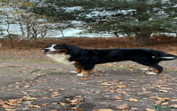 Bernedoodle dogs for sale: Health tested F1 tri bernedoodles last pup - Image 9