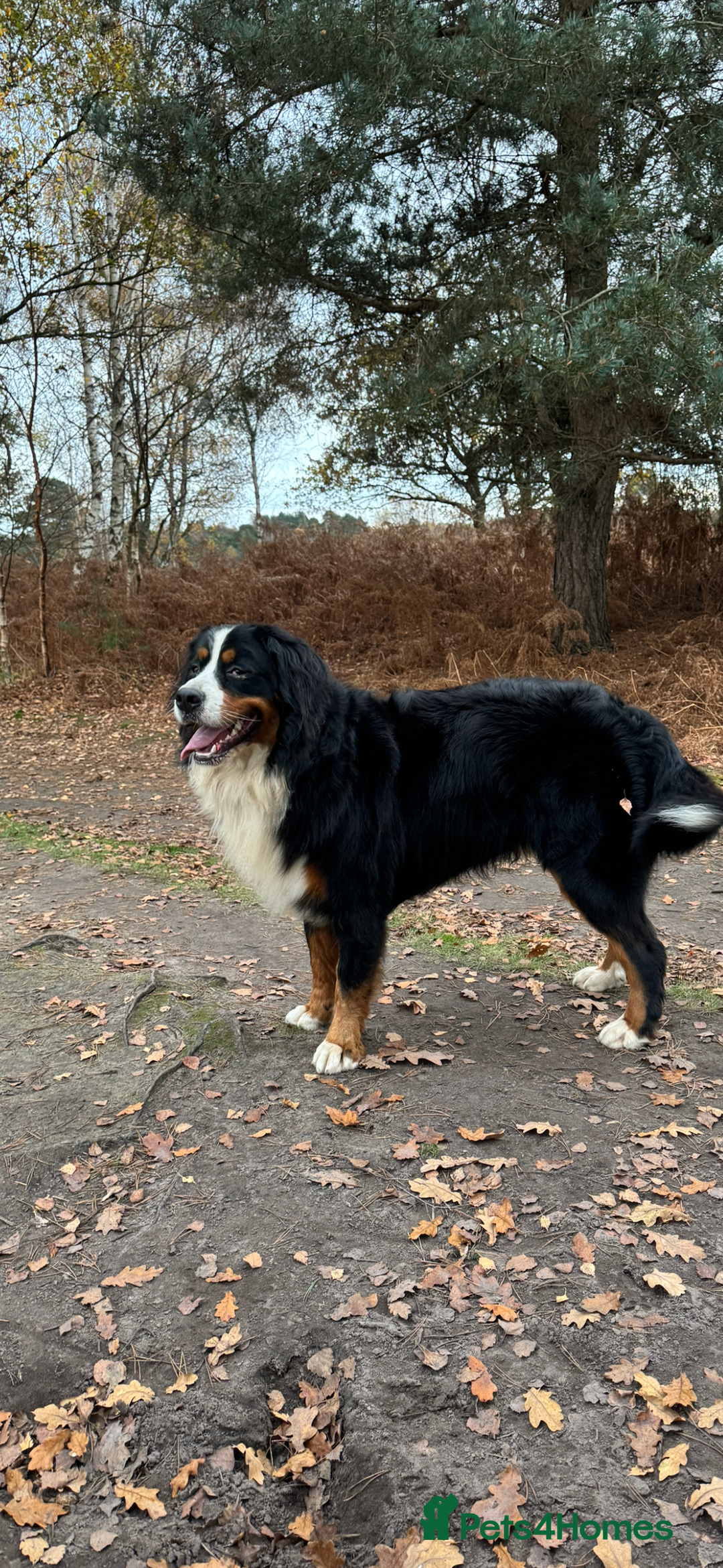 Bernedoodle dogs for sale: Health tested F1 tri bernedoodles last pup - Image 9