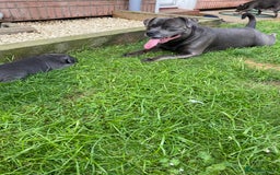 Staffordshire Bull Terrier dogs for sale: KC registered Blue Staffordshire bull terrier’s  in Colchester - Image 18