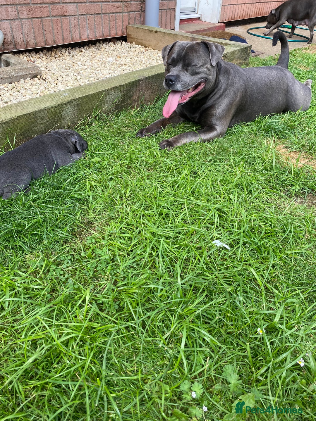 Staffordshire Bull Terrier dogs for sale: KC registered Blue Staffordshire bull terrier’s  in Colchester - Image 18