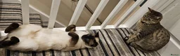Siamese cats for sale: Seal point Siamese Girl Seeking Her Forever Home - Advert 4