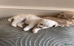 Maltipoo dogs for sale: Tea Cup Maltipoos  - Image 2