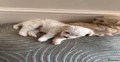 Maltipoo dogs - Advert 4