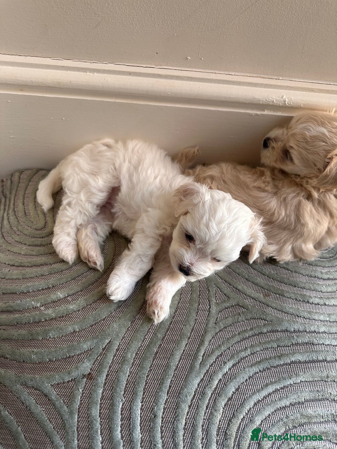 Maltipoo dogs for sale: Tea Cup Maltipoos  - Image 2
