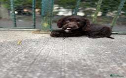 Cocker Spaniel dogs for sale: Cocker spaniel puppies 🐶 - Image 11