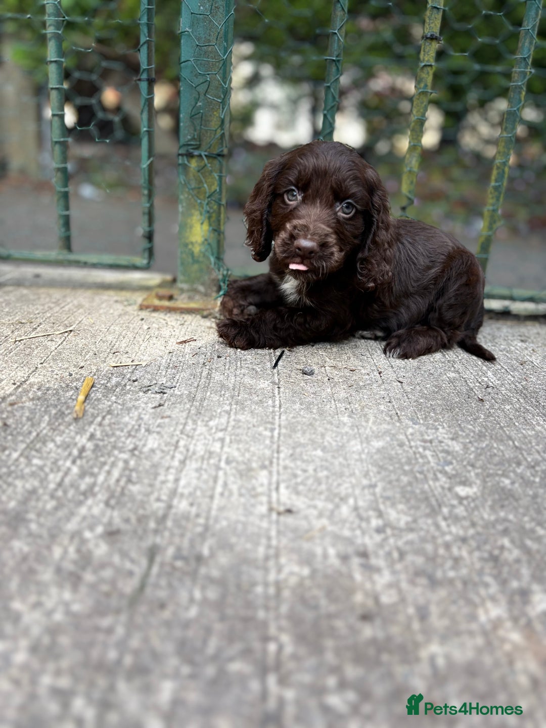 Cocker Spaniel dogs for sale: Cocker spaniel puppies 🐶 - Image 11