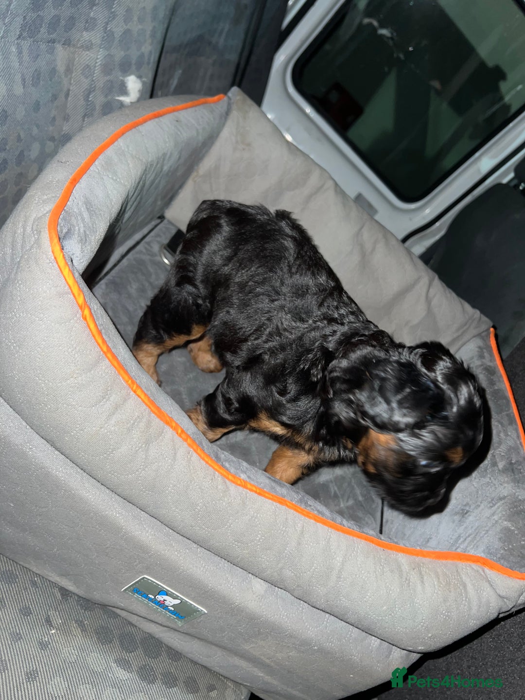 Mixed Breed dogs for sale: ONE OF ONE! Micro Asian Toy PoodleXFluffy Frenchie - Image 4
