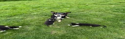 Border Collie dogs for sale: Border Collie Pups - Advert 7