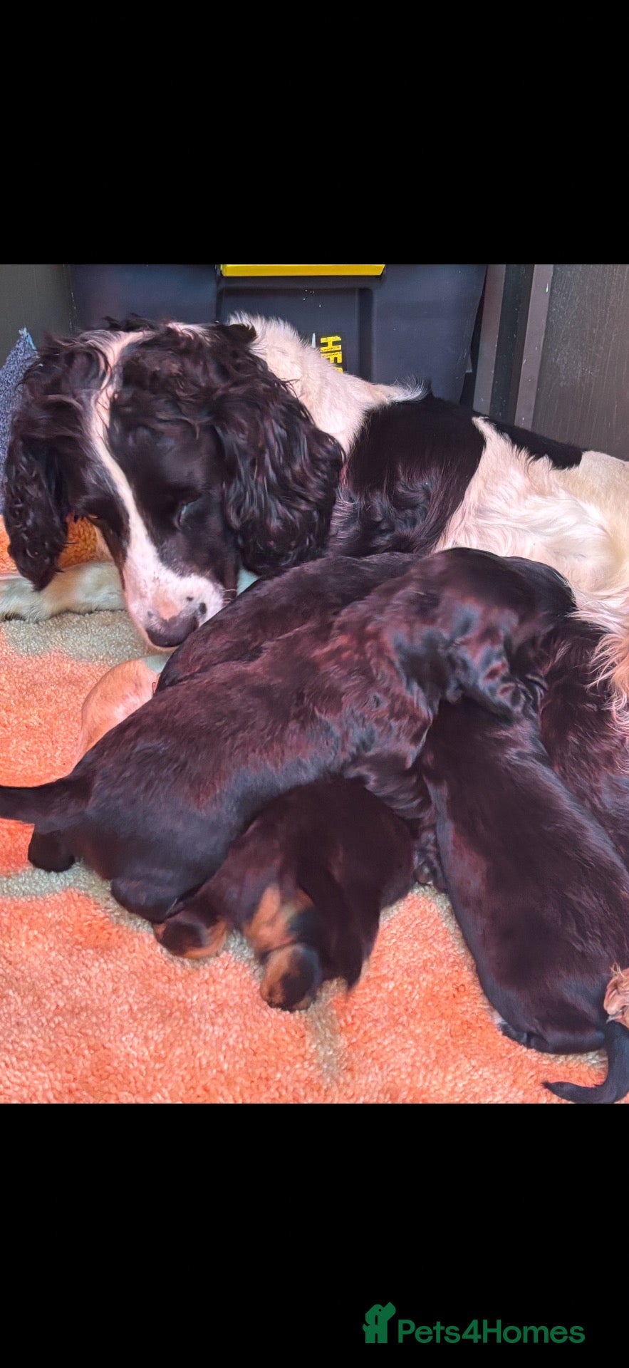 Cocker Spaniel dogs Cocker spaniel pups - Advert 11