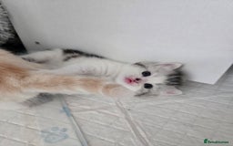 Persian cats for sale: Persian babies x - Image 8