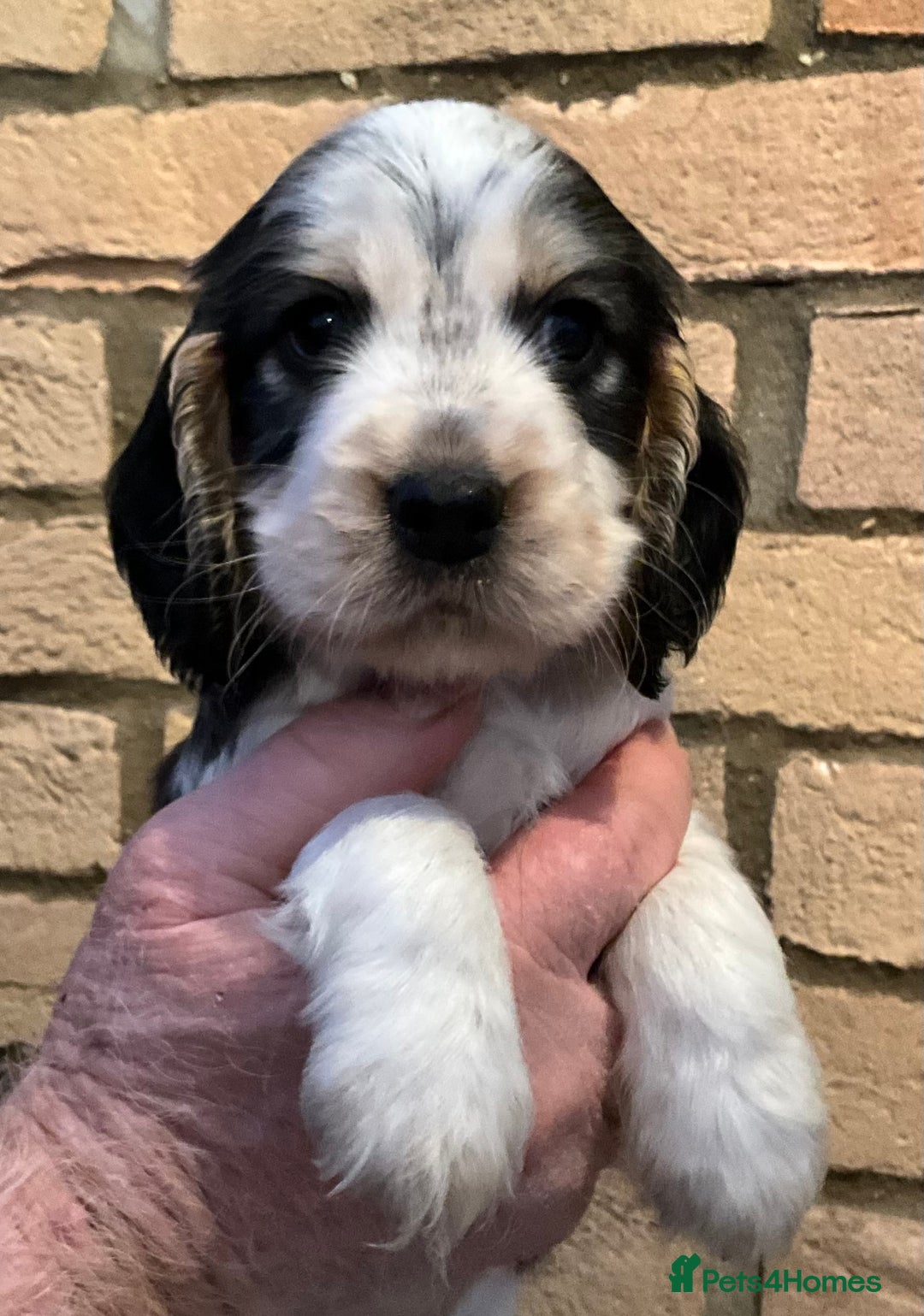 Cocker Spaniel dogs for sale: Stunning Litter of Show Cocker Spaniel Puppies  - Advert 14