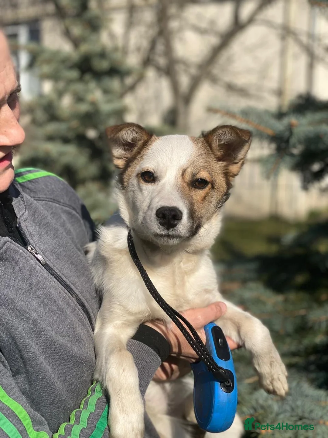 Mixed Breed dogs for adoption: ❤️🐶 ZHANNA – SMART & CHEEKY, SHE’LL OUTSMART YOU in Burton-on-Trent - Advert 1