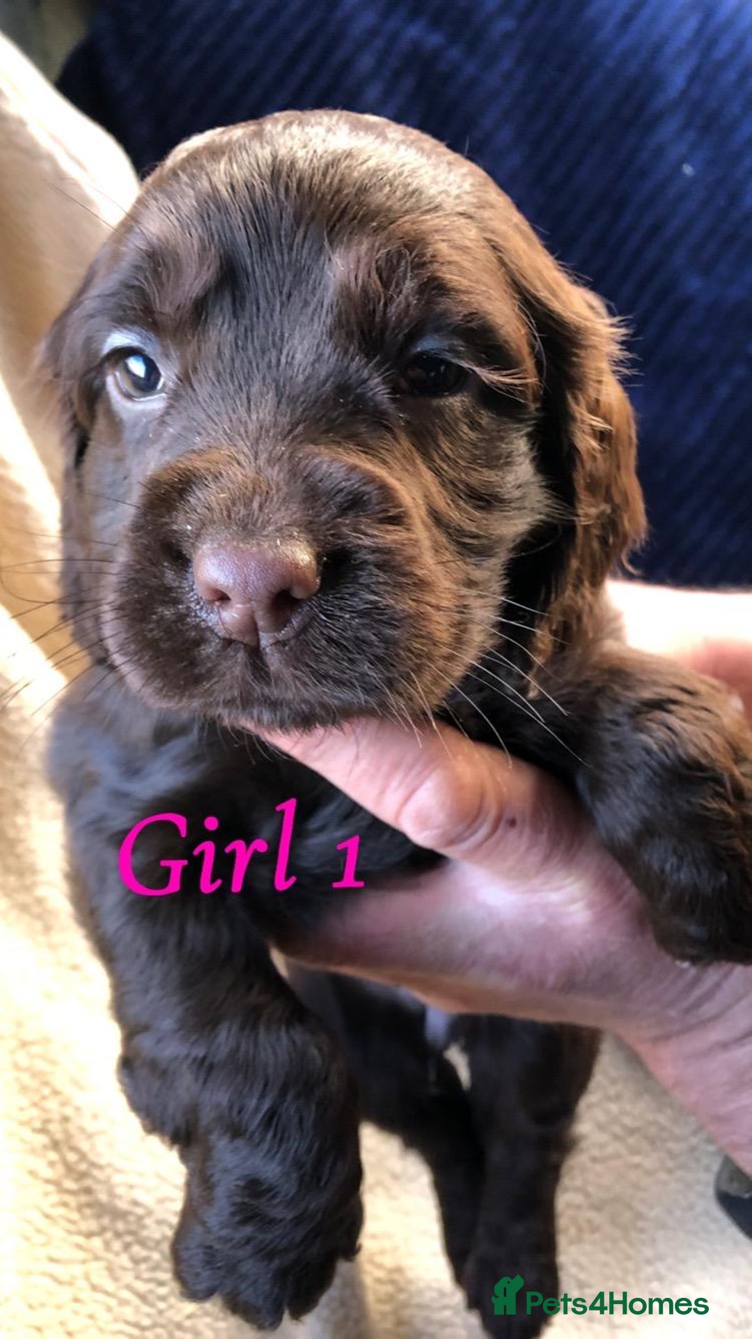 Cocker Spaniel dogs for sale: Beautiful Cocker Spaniel Puppies - Advert 4