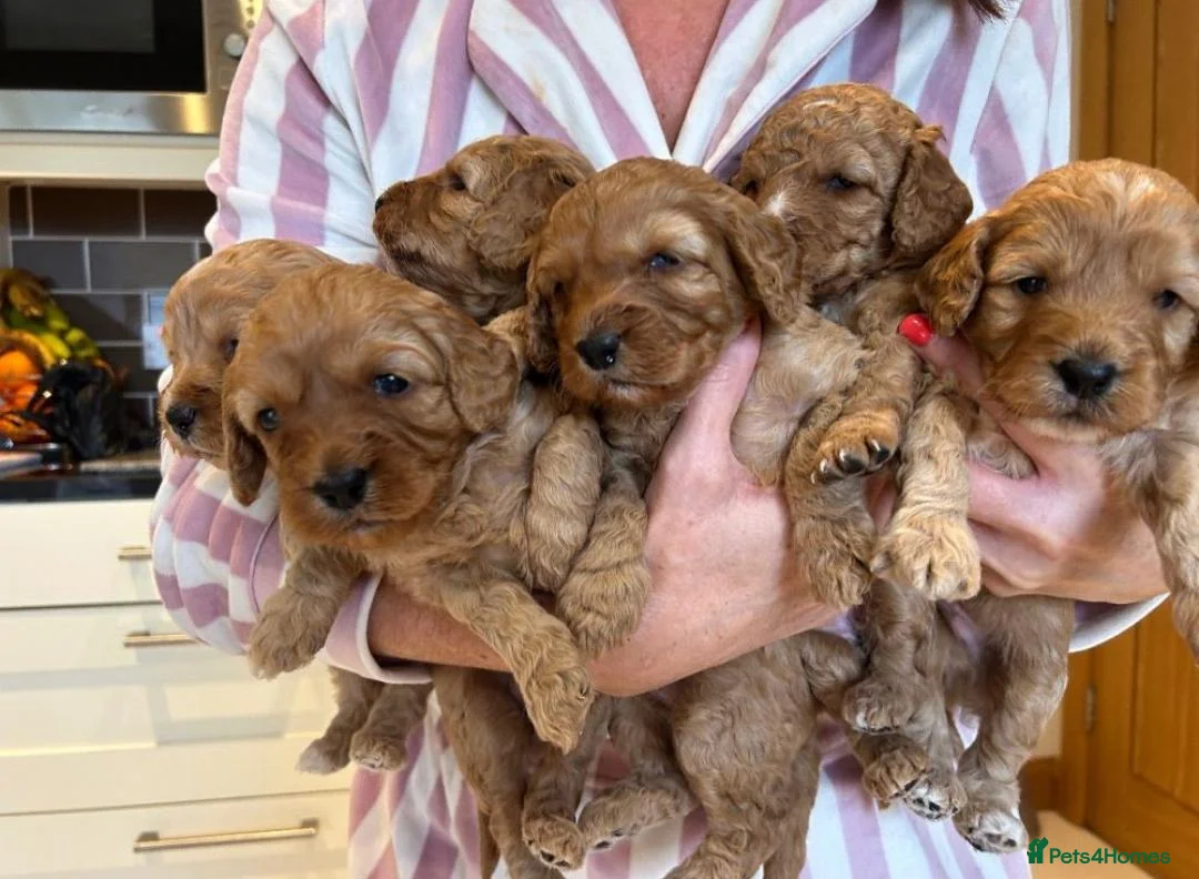Cavapoo dogs for sale: Gorgeous Cavapoo Girls – Loving Family Homes in Manchester - Advert 2