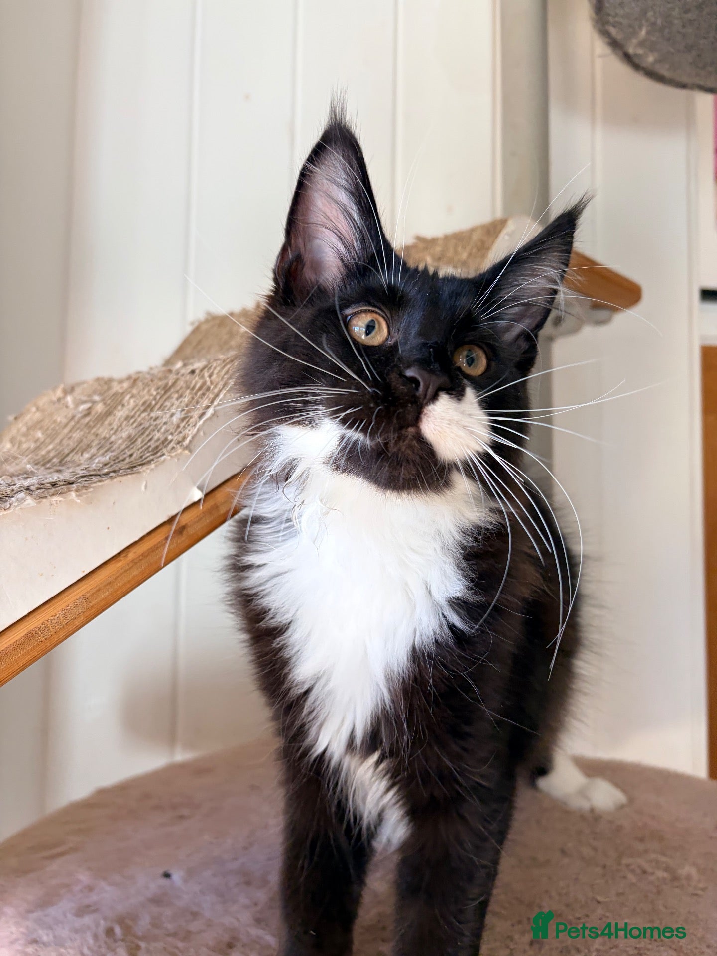 Maine Coon cats Gccf male Maine coon kitten  - Advert 2