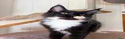 Maine Coon cats for sale: Gccf male Maine coon kitten  - Advert 2