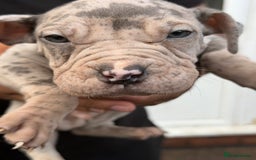 Mixed Breed dogs for sale: Old English cross, cane corsa  - Image 1