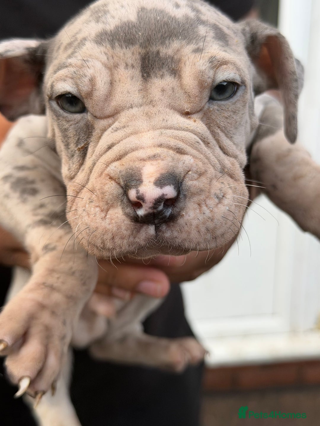 Mixed Breed dogs for sale: Old English cross, cane corsa  - Image 1