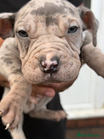 Mixed Breed dogs - Advert 1