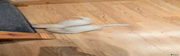 Ferret rodents for sale: Albino Ferret pair and all accessories  in Northwich - Advert 2