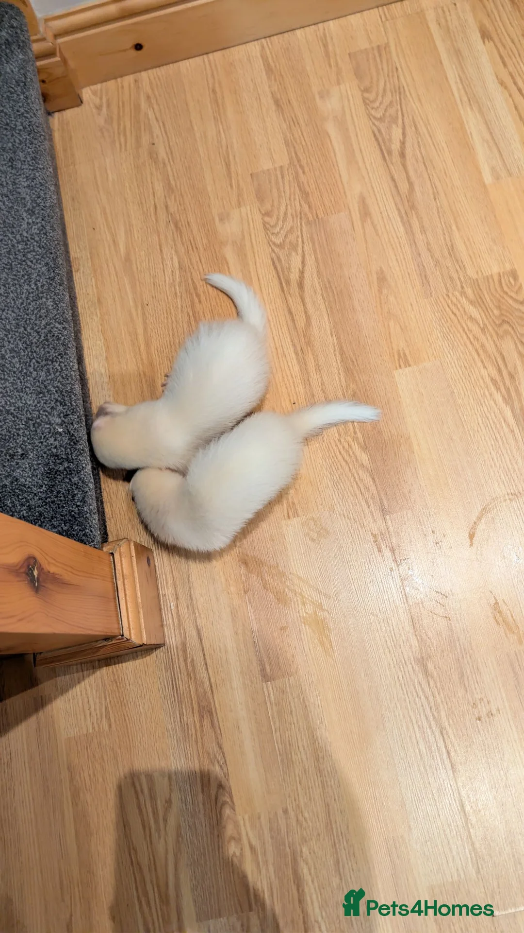 Ferret rodents for sale: Albino Ferret pair and all accessories  in Northwich - Advert 2