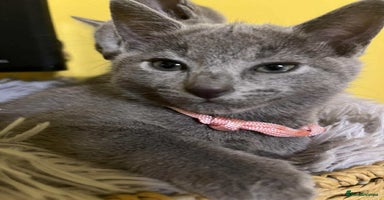 Russian Blue cats - Advert 3